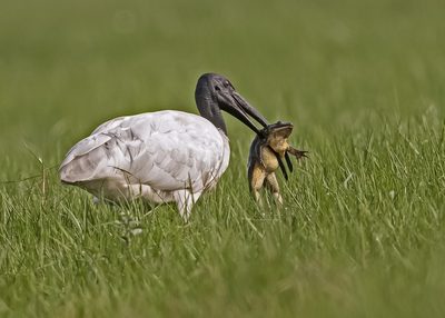 Manasi Deb Sarkar (India) - Hunting moment